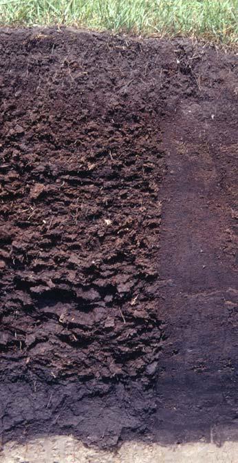Soil drainage indicators Poorly drained soils tend to accumulate large amounts of organic matter