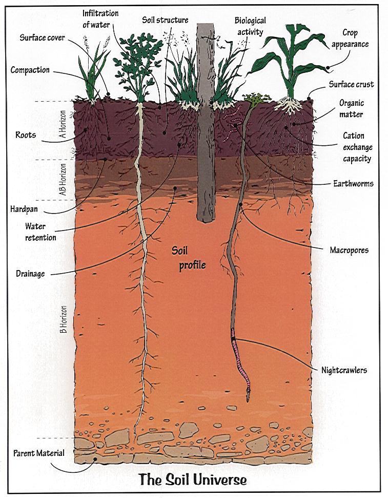 SOIL Traditional definition: Material which nourishes and supports growing plants; includes rocks,