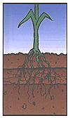 Bulk Density Soil compaction restricts rooting depth,