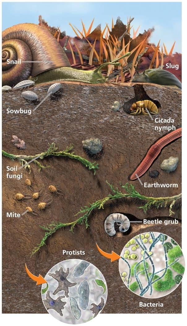 Soil consists of mineral and organic matter, air, and water Dead and living microorganisms Decaying material Bacteria, algae Habitat for earthworms,
