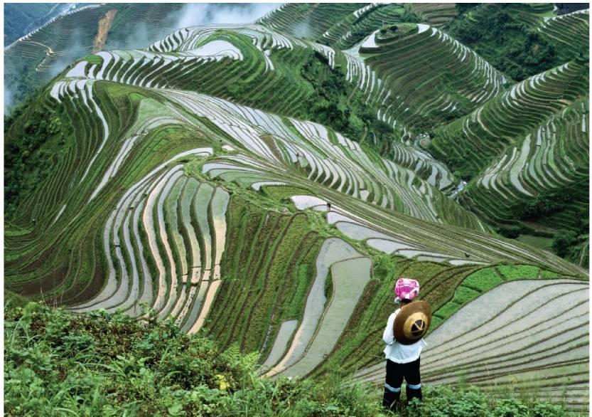 Protecting soil: terracing and intercropping Terracing = level