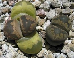 Lithops For this month's succulent we look at a genus everyone is familiar with, Lithops, the Living Stones.