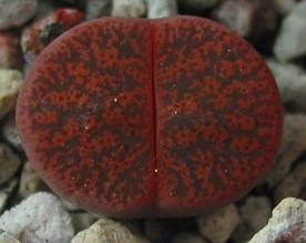 soil. What makes the genus so interesting is how much variation you can have within an extremely similar basic body plan. Lithops otzeniana All Lithops are native to southern Africa.