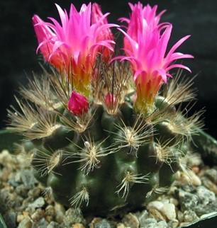 Eriosyce Eriosyce is a genus of cacti from Chile and parts of Peru and Argentina.
