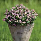 They don t get leggy and unattractive. Continuous floral coverage makes them very low maintenance. The most popular group, Soiree Kawaii, is taking off because seeing is believing!