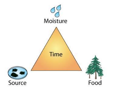 Control Moisture, Control Mold: Mold is everywhere Food is virtually everywhere in a house Moisture is needed Happens when wetting rates exceed drying