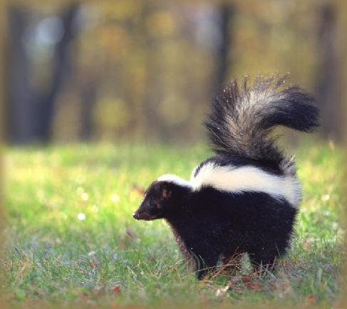 Or get rid of the skunk?