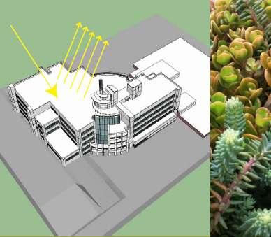 Experimental Green Roof