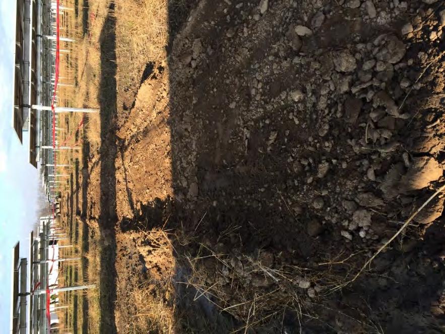 Photos: Photo 1: Subsoil spoils spread over
