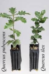 Two famous methods: Pallier & Tanguy Since the introduction of mycorrhized plants, the