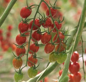 vigorous plant type Crop responds well to management and is quick to recover Fruit type Baby plum tomato weighing 10-12 grams with the best taste of its type; excellent balance between sweetness,