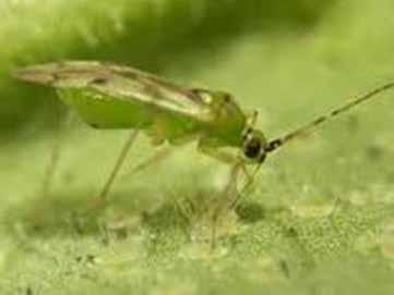 toxic to beneficials. We would recommend that growers wishing to start an IPM program do not use these products in their greenhouses for at least 6 months before an IPM program is commenced.
