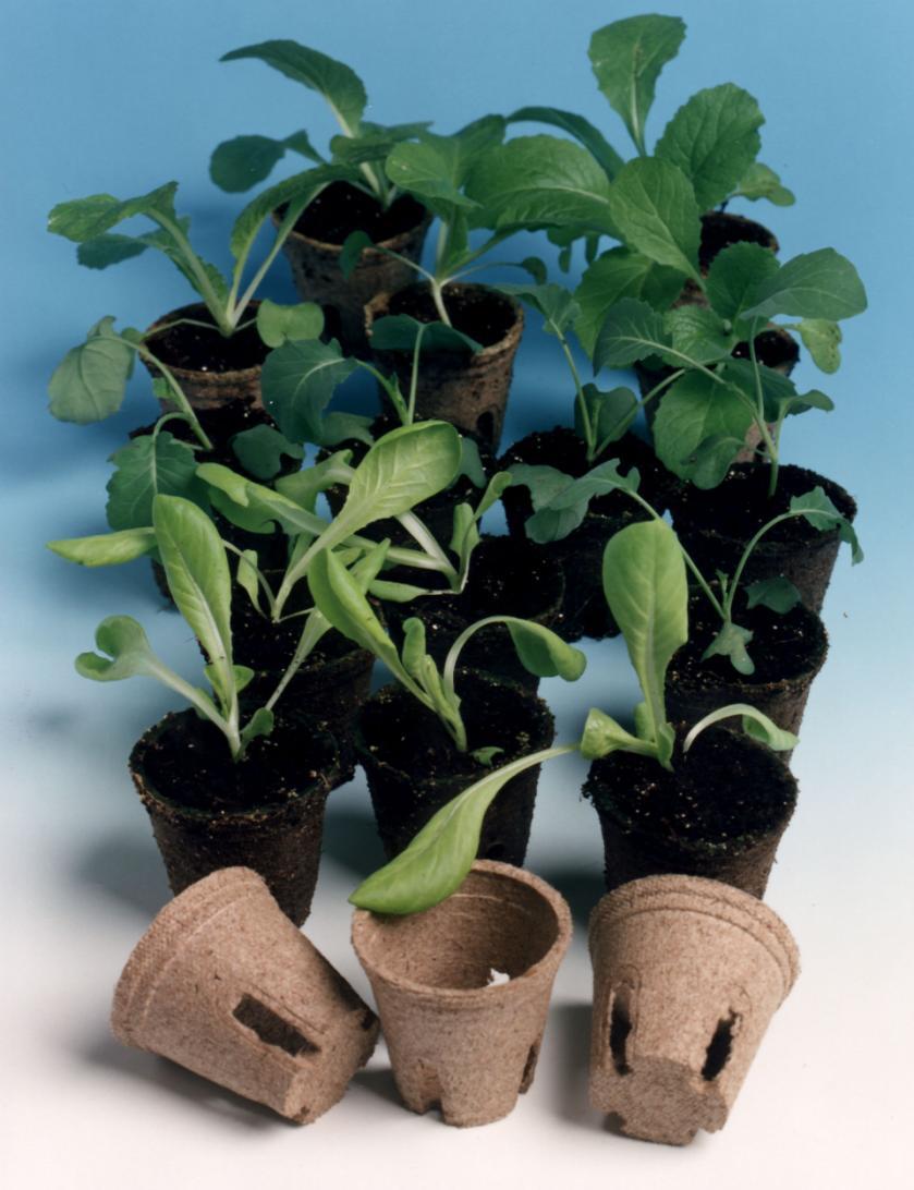Jiffy Pots for vegetables Frequently used in different product combinations (Jiffy Pots