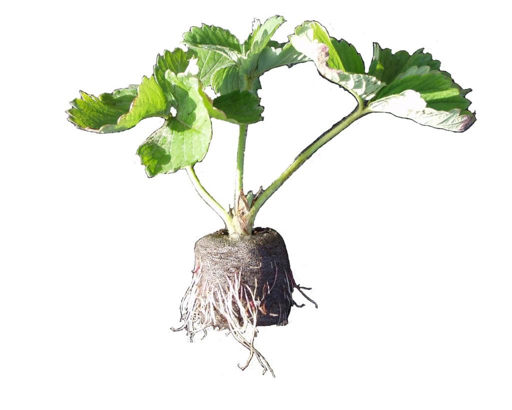 Strawberry Easy handling Quick rooting Earlier and