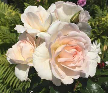Welcome to Roses Forever Dynamic family-owned Danish rose breeding company.