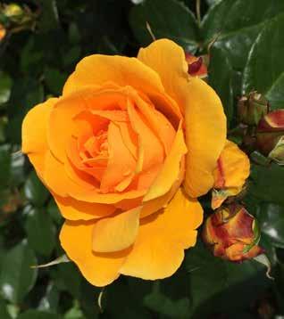 flowering season from summer to late autumn Friendship Forever Floribunda rose - 60-80 cm high Wonderful yellow rose Lovely big hot yellow flowers - many on each branch The foliage is dark and