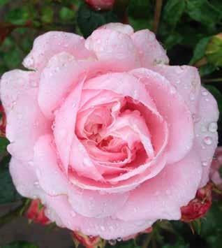 Plant n relax For budding, some also suitable for production on own roots Ideal for forcing in pots Remontant roses - flowering season from summer to late autumn