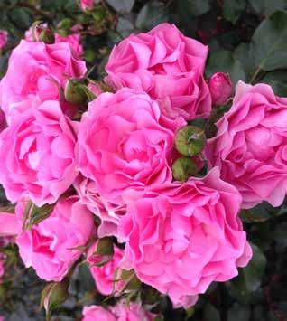 Fru Nørby ) Large fragrant flowers T-hybrid rose 80-120 cm high Beautiful and fragrant rose Healthy, dark glossy foliage A stunning rose that keeps well in any