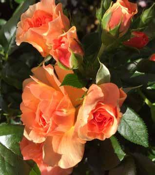 Plant n relax For budding, some also suitable for production on own roots Ideal for forcing in pots Remontant roses
