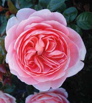 cover rose, also suitable in containers Filled flowers in large bunches Named by HRH Crown Princess Mary of Denmark