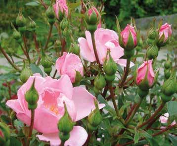 Prins Henrik) Beautiful floribunda rose chosen by HRH Prince Henrik of Denmark The rose is remontant and