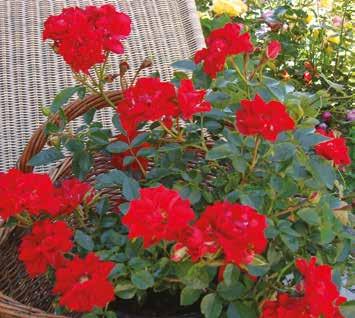Plant n relax For budding, some also suitable for production on own roots Ideal for forcing in pots Remontant roses - flowering season