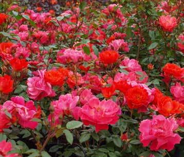 flowers Use in flower beds and as a ground cover rose Also very suitable in containers Looking in Your Eyes Floribunda rose 40-60 cm high