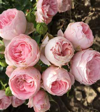 bees for pollination the buzzing sound of summer She Loves You Floribunda rose 80-100 cm high Medium filled flowers in large bunches Very