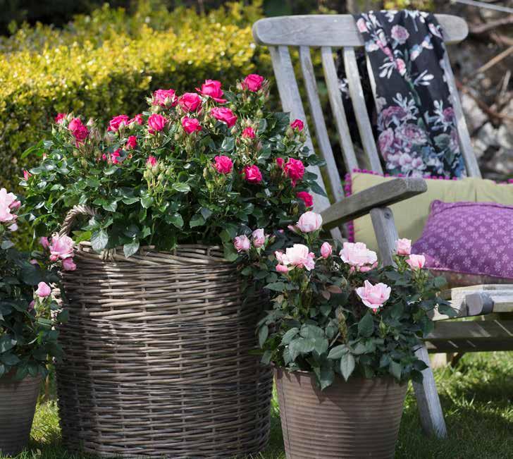 Sweet Home Roses For budding Ideal for forcing in greenhouses in early spring Recommended container size 3-5 litres Sweet Home Roses Romantic roses For budding Ideal for forcing early spring
