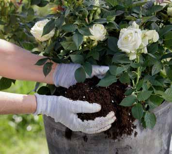November to April Plant the Plant n cut rose in a pot Plant the barrodeted