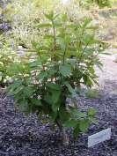 gooseberry: Ribes speciosum Terminal