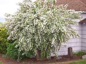 Physocarpus (Ninebark)