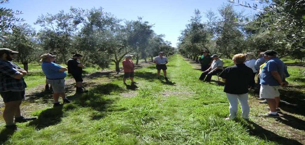 Hawke s Bay Focus Grove Field Day Held at Aquiferra Olive Grove, 17 March 2017 Seventeen people, in addition to Stuart Tustin, Andrew Taylor, Shona Thompson and Bob Marshall attended the Field Day.