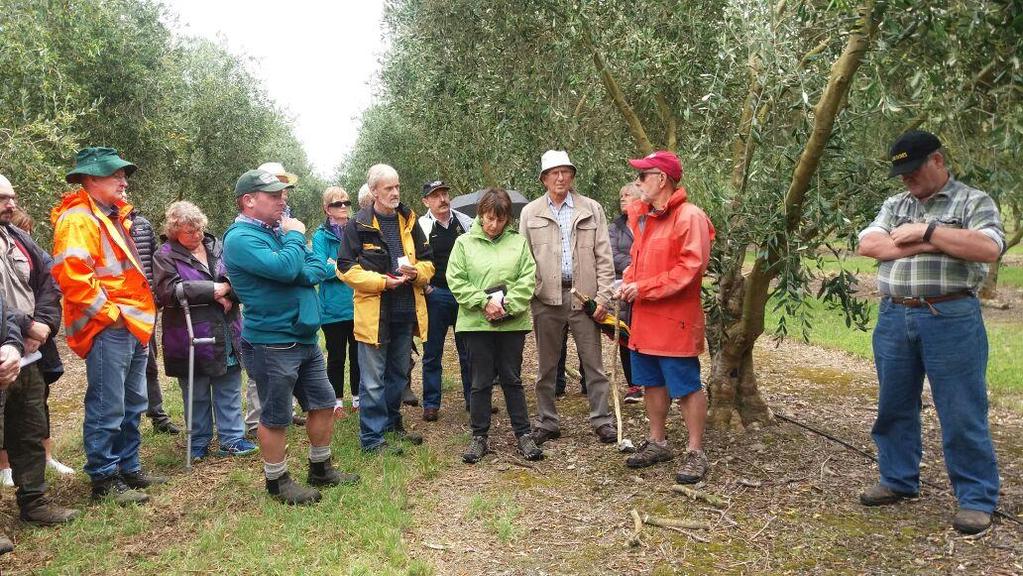 Wairarapa Focus Grove Field Day Held at Leafyridge Olives - Friday, 24 March 2017 In attendance were Stuart Tustin and Andrew Taylor and 42 attendees from the district as well as some from other
