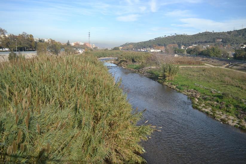 Besos River Montcada,
