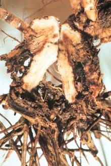 report on PLANT DISEASE RPD No.