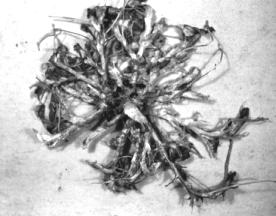 PHYTOPHTHORA ROOT ROT Unlike the dry root and crown rot complex, Phytophthora root rot, which is caused by the soilborne fungus Phytophthora megasperma, develops rapidly in fields where there is an