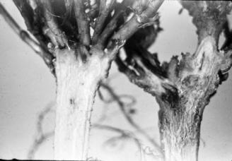 Figure 4. Anthracnose crown rot; infected plant to right (Courtesy Dr. A.S. williams). Figure 6. Sclerotia and apothecia of Sclerotinia sclerotiorum (Courtesy Dr. K.T. Leath).
