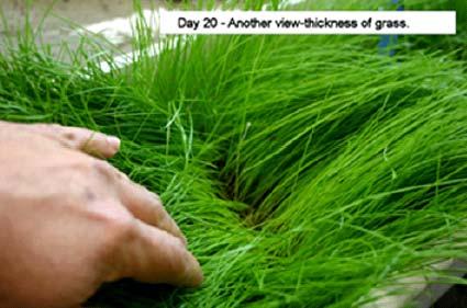 thickness of grass in the
