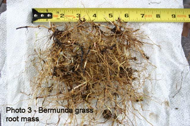 Photo 4 shows a typical plant. Healthy Bermuda grass grows one or two major roots with many fine roots extending from the main root. Fine roots should make up 15 to 20% of the total root mass.