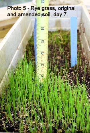 amended soil was 37%. Then a grow tray was filled 50% with the original soil and 50% with amended soil. Annual rye grass seeds were sowed evenly over the tray and lightly watered. Test Results 1.