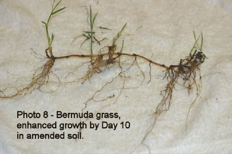 Photo 7-Day 12 Rye Grass Root Amended and Photo 8-Rye Grass Root
