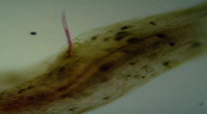 Root-knot nematodes that enter roots at the wrong