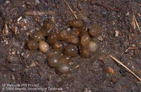 Slugs & snails Adult brown