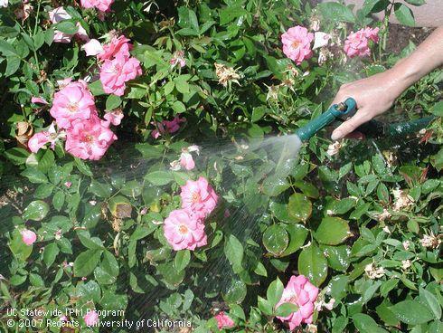 To reduce aphid populations: Manage ants to improve biological control