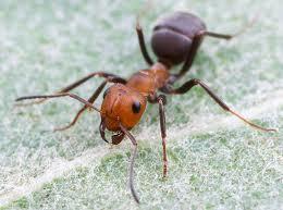 Ants Common Ant Species occurring in and around the house and garden in California 200 species of Ants in California Less than a dozen species are important