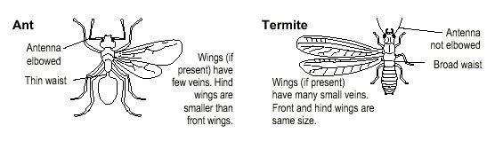 Ants or Termites?