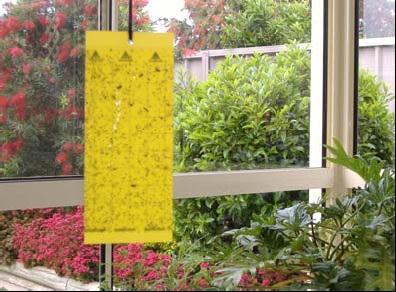 Yellow sticky traps attract adults (one trap/two large