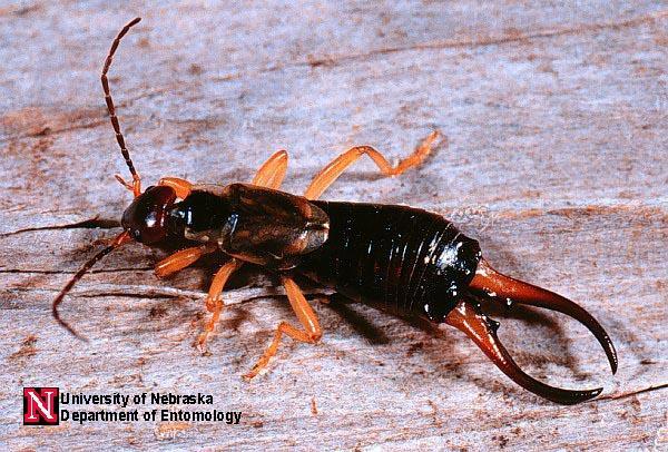 Earwigs Earwigs feed most actively at night and seek out dark, cool, moist places to hide during the day.