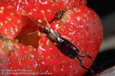 Earwig Damage Soft fruit such as apricots or